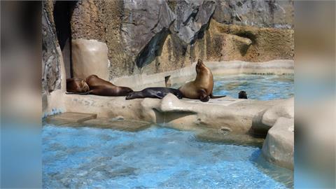 日本太熱！ 動物園海獅中暑昏迷亡 野猴跳水游泳消暑