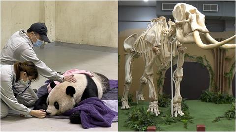 18歲大貓熊「團團」沉睡中逝世！遺體將比照「大象林旺」做成標本