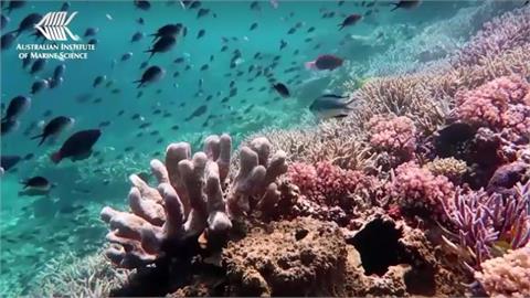 澳大堡礁珊瑚面積大增　覆蓋率創有紀錄以來最高