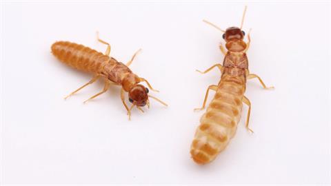 白蟻研究重大突破　興大證實首次發現雜交混種白蟻