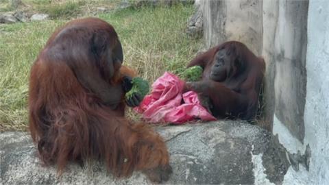 猛烈追求！　紅毛猩猩「阿宏」花椰菜告白女友「咪咪」