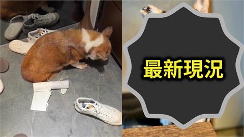 15歲失智柯基遭手搖飲老闆暴打！檢查結果出爐…立委曝「牙醫配偶接續照護」