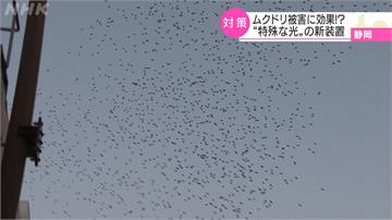 大量「黃金雨」襲擊！靜岡鳥群成災 業者自製「驅鳥神器」