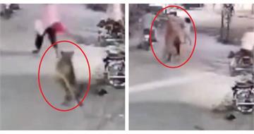 「獅」控不住！巴基斯坦寵物獅翻牆攻擊母子　飼主笑看遭批：拿人命當樂趣