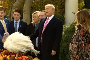 感恩節傳統  川普赦免兩隻火雞「免死」