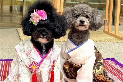 快新聞／毛小孩是家人！日本神社開辦「寵物七五三」服務　廣獲飼主好評