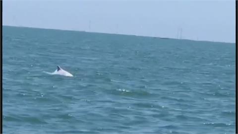 嘉義東石外海嬌客現身　白海豚成群伴遊觀光船