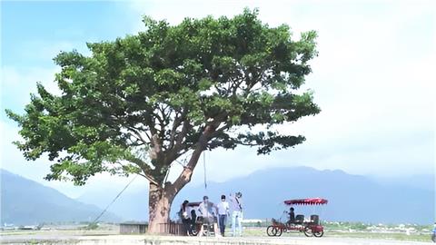 阻電線桿進入金城武樹景觀　陳政鴻獲農村領航獎