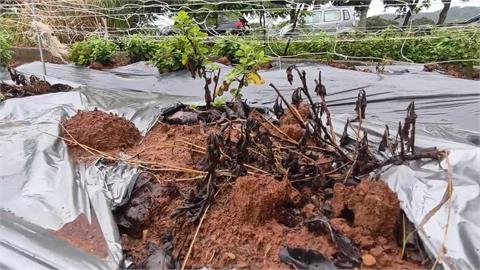 苗栗銅鑼鄉高溫強降雨　杭菊受損枯萎、黑化損失近一半