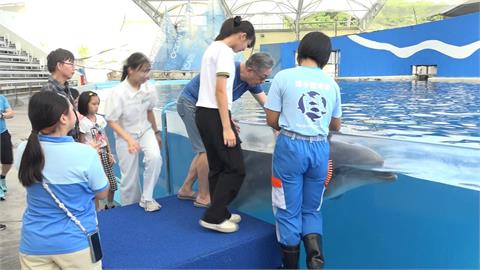 「海豚秀」退場！動物展演新法上路　禁鯨豚表演