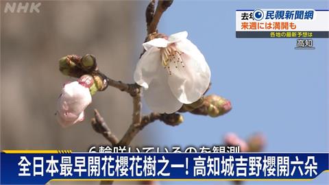 日本高知、岐阜櫻花綻放　茨城千株桃花舞春風