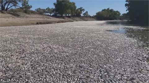 澳洲熱浪來襲水氧量不足　魚群暴斃　河面覆滿魚屍