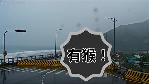 「一群猴子」竟直衝台東金崙大橋觀浪！「驚險畫面全被拍」網笑了：是真猴