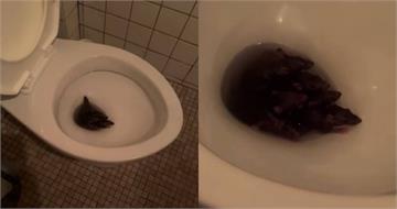 北市餐廳驚見「鼠群擠馬桶開趴」！　他問：我該沖水嗎