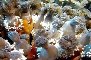 綠島大香菇珊瑚復原 出現產卵繁殖特殊景象
