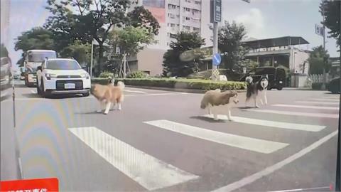 驚險！　四隻哈士奇大馬路中央狂奔　"車輛急煞"　警找飼主說明