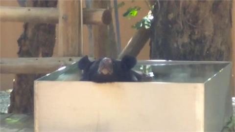 熱！壽山動物園黑熊泡水消暑　可愛坐姿「像工讀生」