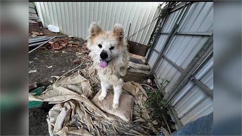 認養秋田犬養到「全身皮膚病」 草莓園遭檢舉環境髒亂