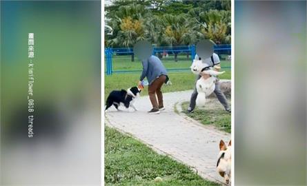 寵物公園衝突！　　邊牧突狠咬薩摩耶　動保處：判定為攻擊性犬隻