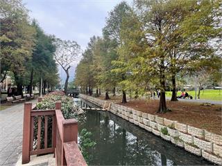 士林官邸落羽松漸轉紅　打卡祕境宛如童話森林