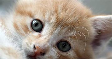 一隻貓惹出4萬罰金？橘貓行蹤惹禍　法院裁罰飼主：根本沒證據是我家的