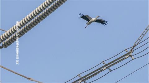 嚇到鳥！東方白鸛孵蛋育雛　疑遭空拍機驚擾飛走