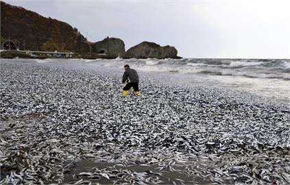 核廢水惹禍？北海道600公噸沙丁魚死亡　假新聞！日本外務省要求英媒更正