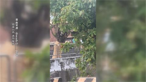 閒閒沒事砸監獄　嘉義2學生擅闖圍籬　拿石頭猛砸玻璃散落一地