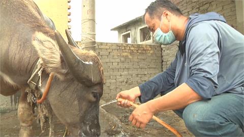 北漂族返鄉務農　水牛文化推廣家鄉之美