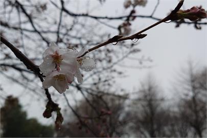 氣候冷熱異常　日本東京櫻花盛開「還得等幾天」