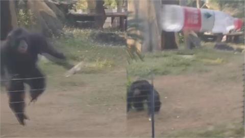 動物的逆襲？中國黑猩猩抓狂朝遊客暴扔水瓶　下秒竟精準砸中正妹