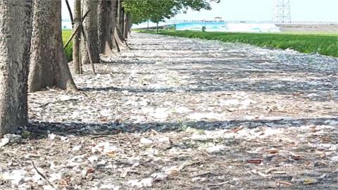 苗栗頭份建國國小木棉花絮飄散　造成學童過敏、當地髒亂