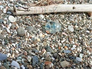 世界第三毒！花東沙灘驚見大量「僧帽水母」　專家：屍體也有毒