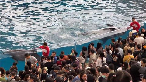 10年海豚秀成回憶！　花蓮海洋公園轉型「海豚守護基地」