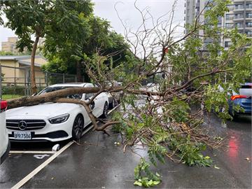 新竹強風吹倒路樹「砸中賓士」　網笑：千挑萬選、會挑好車