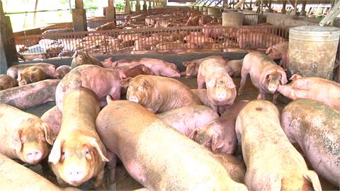 快新聞／706件未檢出瘦肉精「國產豬肉供應鏈安全」　政院：調查西布特羅流向