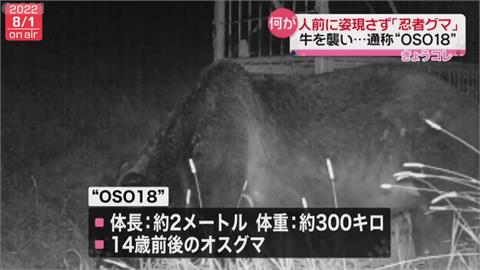 巨無霸棕熊4年襲擊66頭牛！　北海道「忍者熊」證實　7月遭獵殺