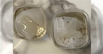 家裡都是小飛蟲怎麼辦？　他教超簡單1招：一個下午全消失