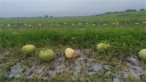 大雨裂果嚴重　林姿妙喊話中央補助瓜農