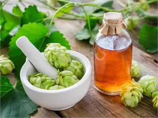 讓精釀啤酒風味更穩定！巴西用二氧化碳萃取降低啤酒花香氣波動