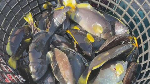 中國禁止台灣石斑魚輸入　朱立倫：透過溝通方式解決