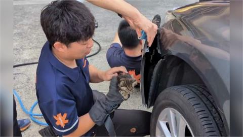 營救貓咪! 　車主聞喵聲直奔消防隊　保險桿內救奶貓