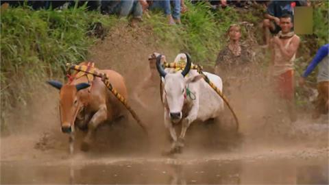 泥濘滿身也開心！　印尼傳統奔牛賽　慶祝豐收全村同歡