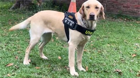 全能汪汪！台灣首隻「雙功能」警犬　會緝毒也能搜救