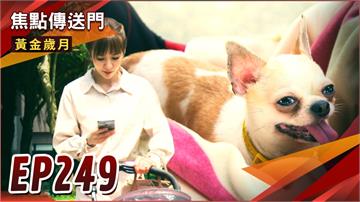 《黃金歲月-EP249精采回顧》萌娃變狗寶　雪琴搞丟孩子也怪曉芸？初戀拜金女現身　家佳莫名被嗆老！