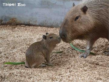 北市動物園水豚寶寶「車車」亮相 5月揭曉性別