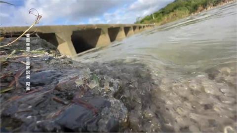 恆春半島生態奇景超壯觀　數萬隻「弓蟹寶寶」回溯上岸