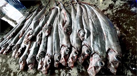中國軍演害的？50尾「地震魚」上岸嚇壞漁民：不太正常…專家解釋了