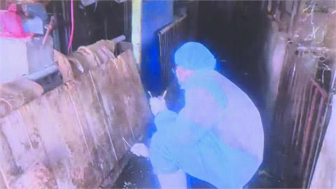 快新聞/台中非洲豬瘟案例場照片曝 杜文珍籲:做好清潔消毒才會有成效