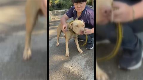 快新聞／網友湧入為咬死3歲童比特犬請命　潘孟安「不用再洗版」：擬媒合認養